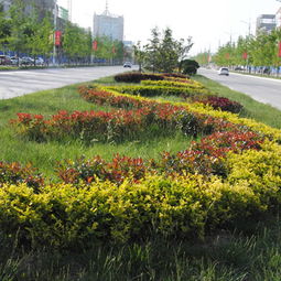 貴陽正規園林綠化樹木 為城市生態與美學建設的植綠新知