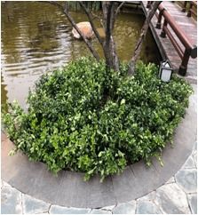 亮點頻現 物業園林綠化整改提升小區環境品質