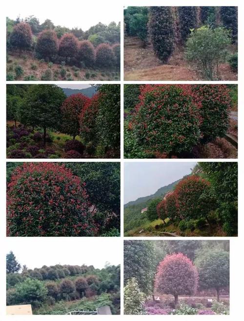 贛州欣達園林 匠心鑄就綠色家園，城市綠化的領航者