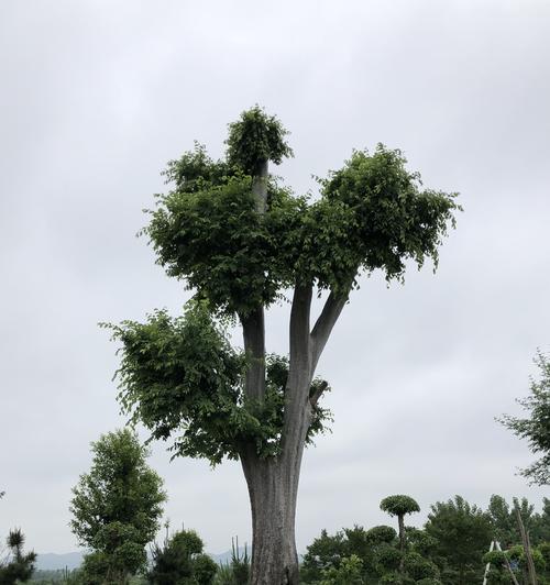 城市綠脈 園林綠化中的生態智慧與人文情懷