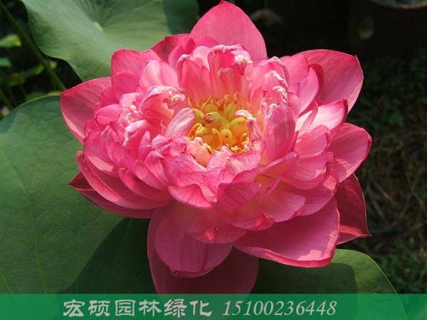 安新縣宏碩園林綠化工程